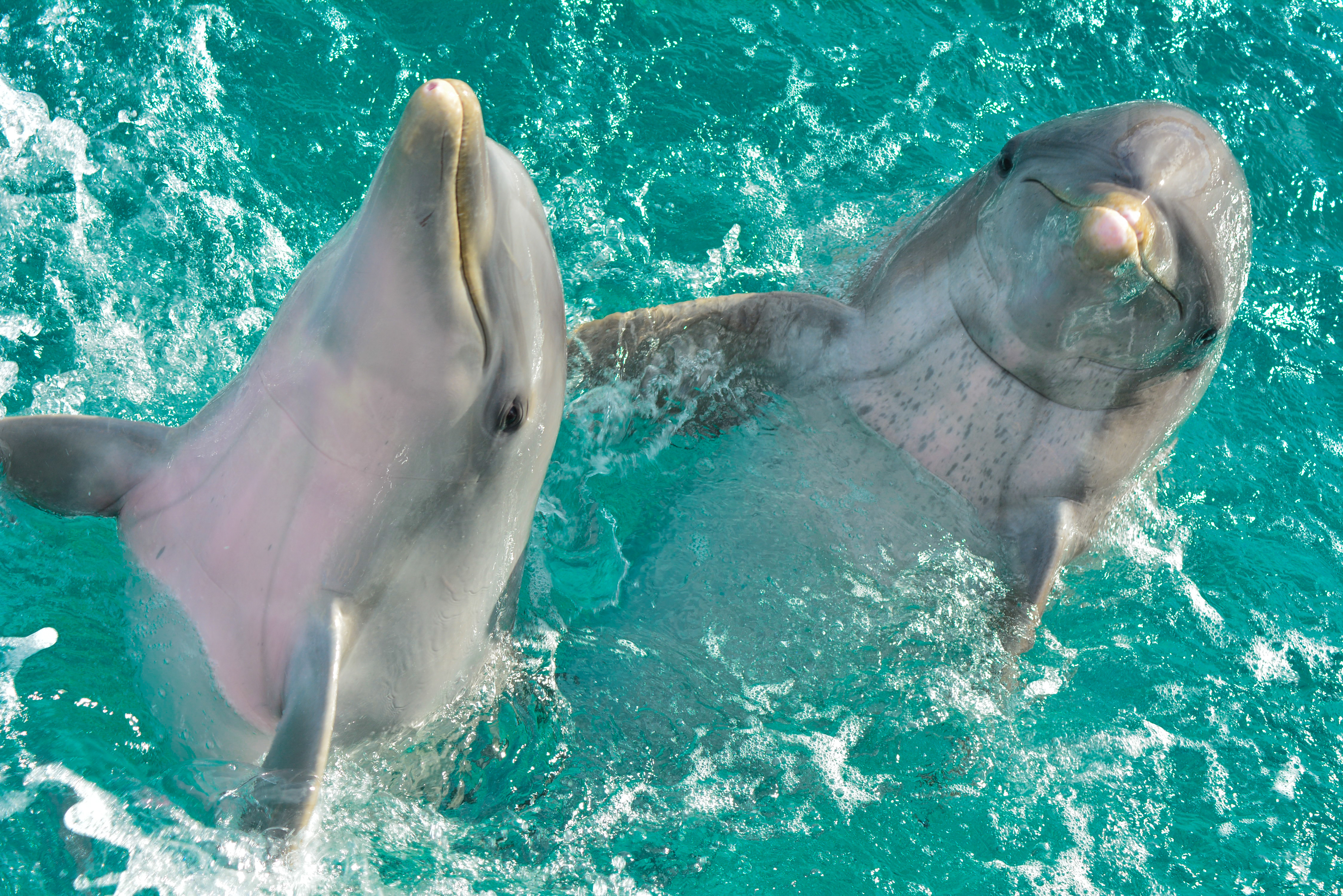 Dolphin swim experience in Cancun